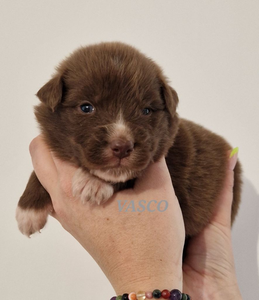 Du Reve De Jj - Chiot disponible  - Berger Australien