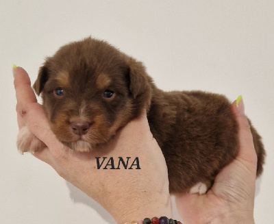 VANA