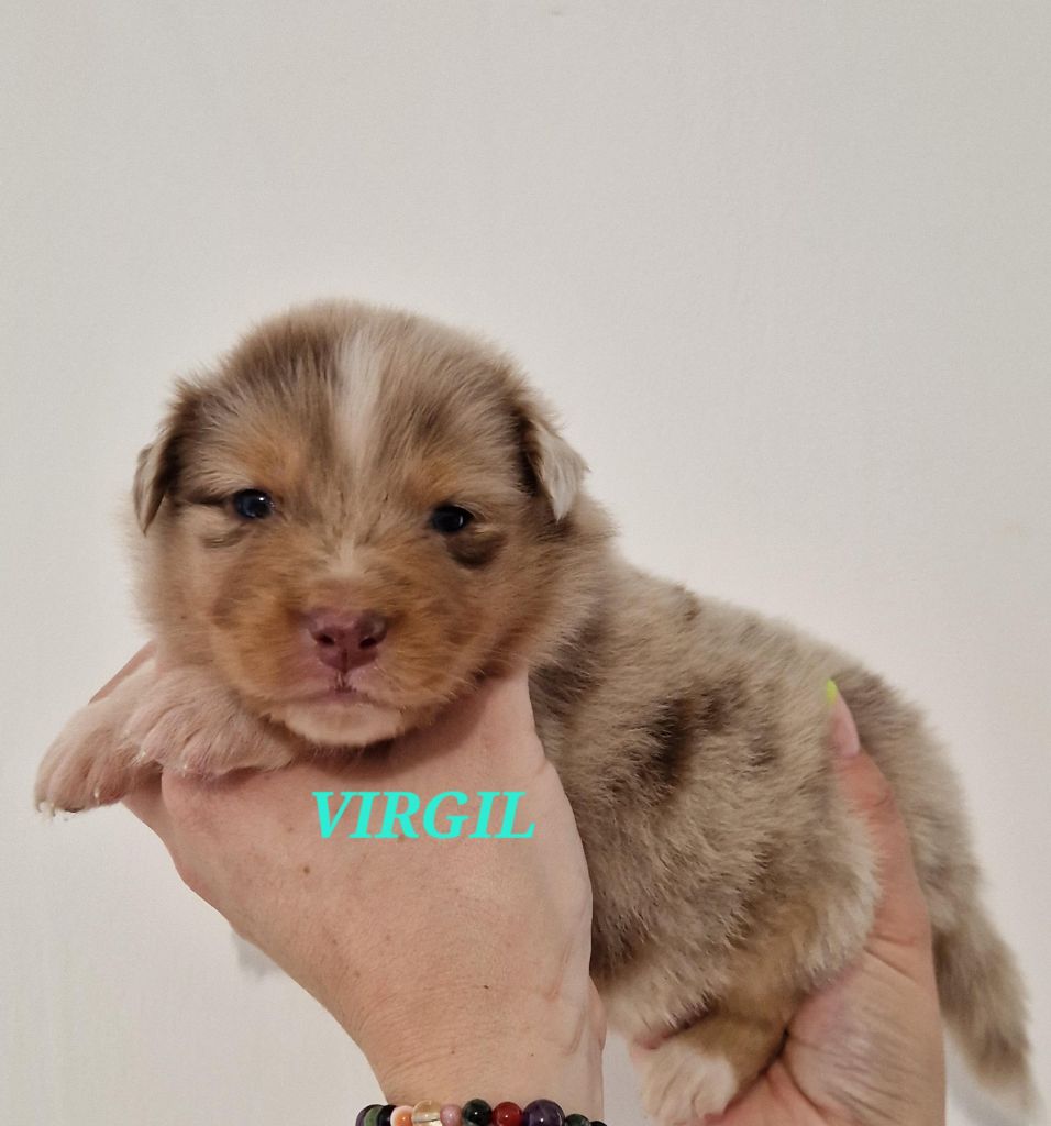 Du Reve De Jj - Chiot disponible  - Berger Australien