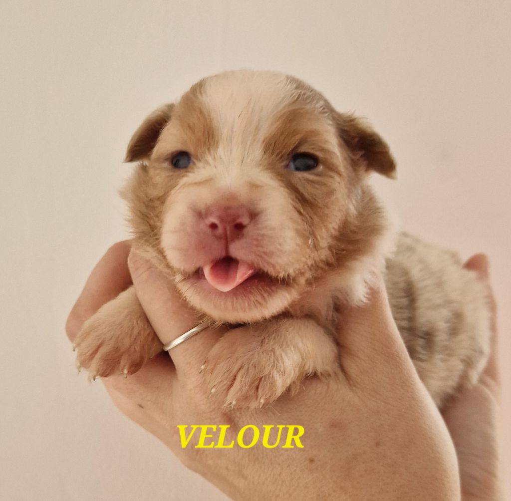 Du Reve De Jj - Chiot disponible  - Berger Australien