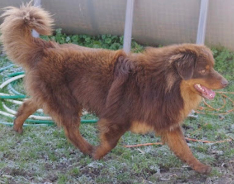 ROSKO PAPA DES FUTURS CHIOTS