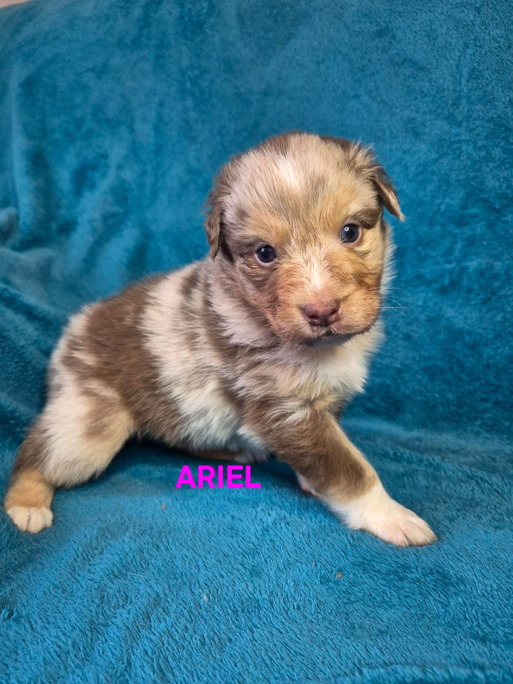 Du Reve De Jj - Chiots disponibles - Berger Australien