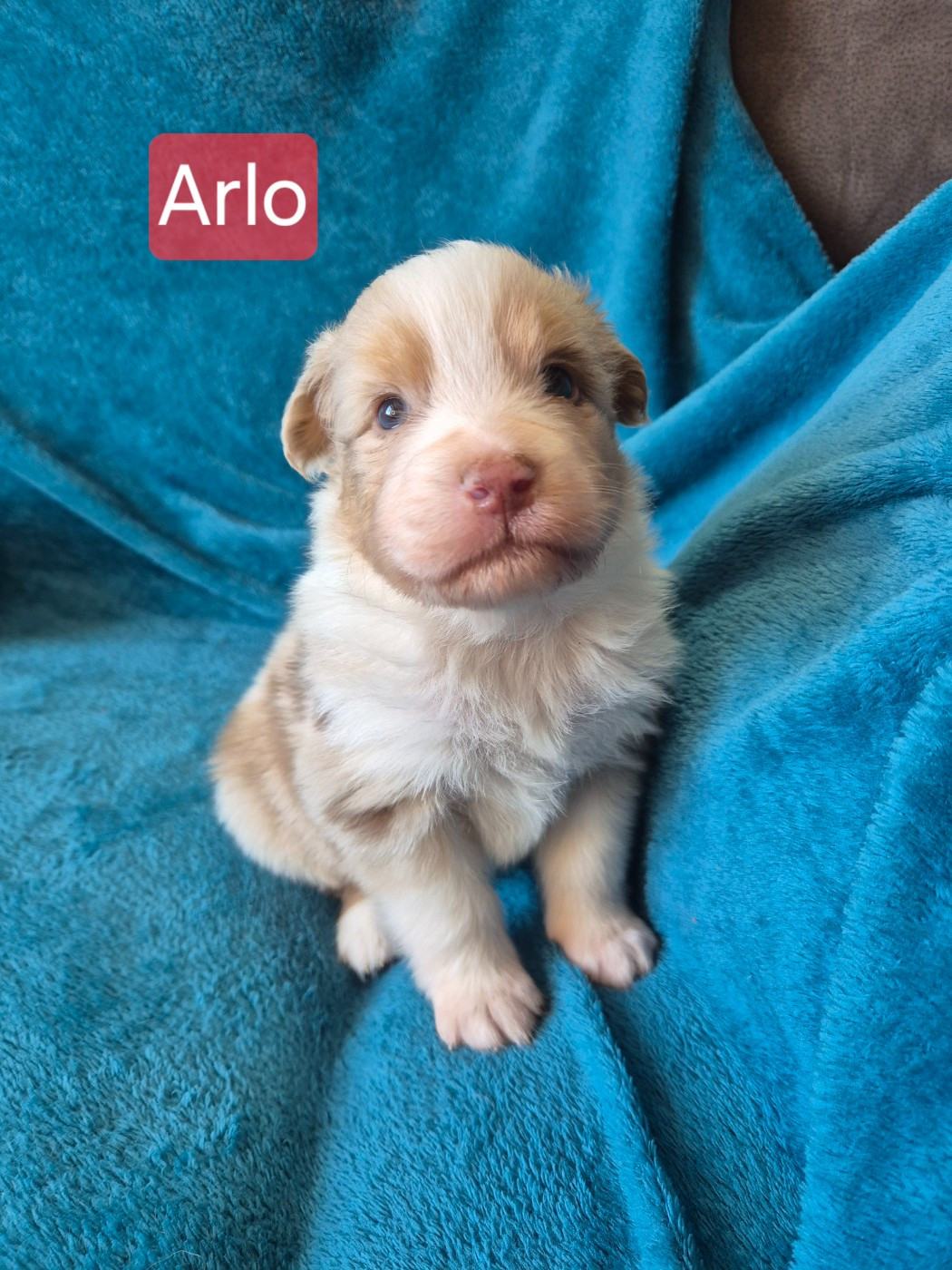 Du Reve De Jj - Chiots disponibles - Berger Australien