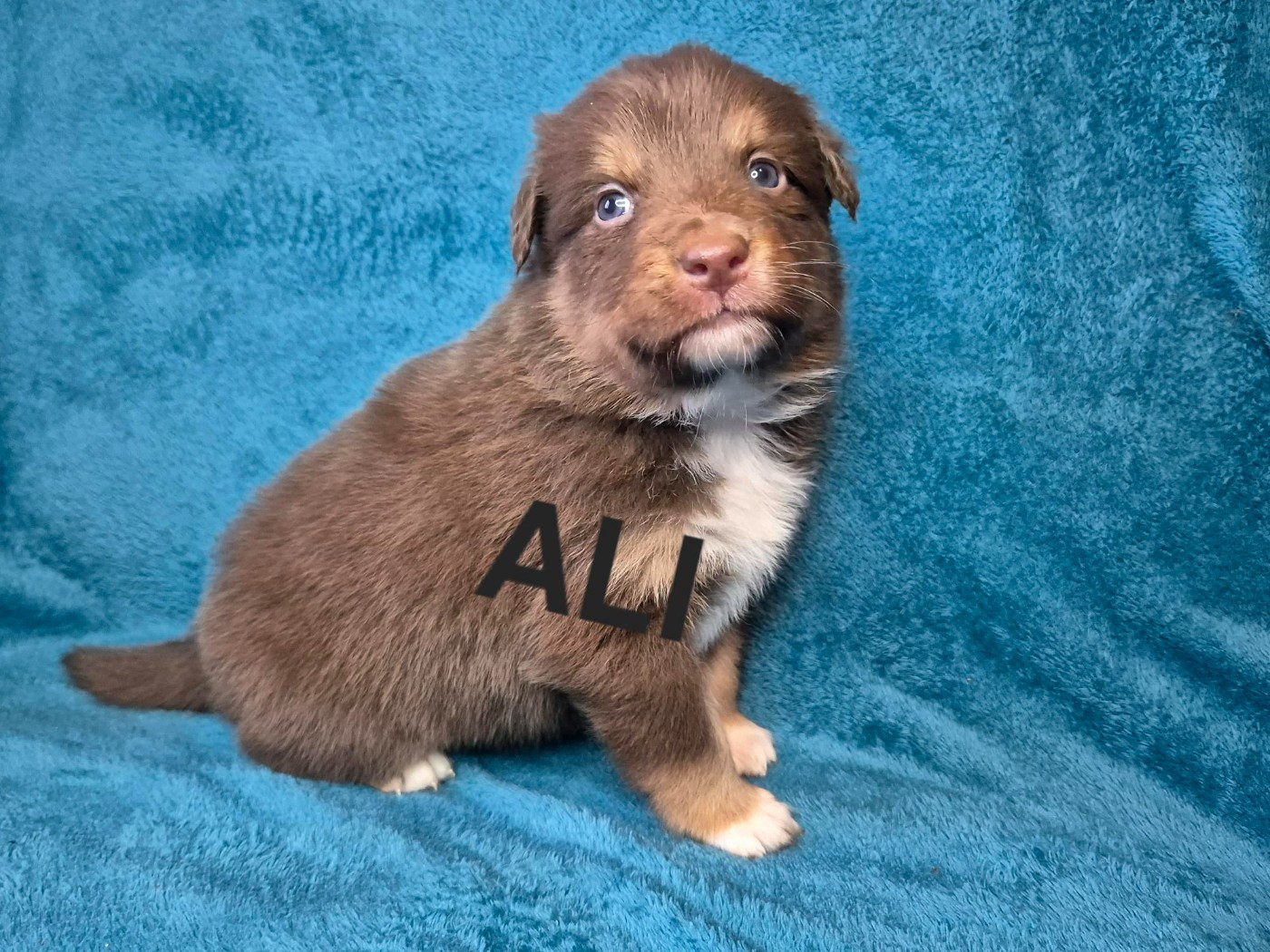 Du Reve De Jj - Chiots disponibles - Berger Australien