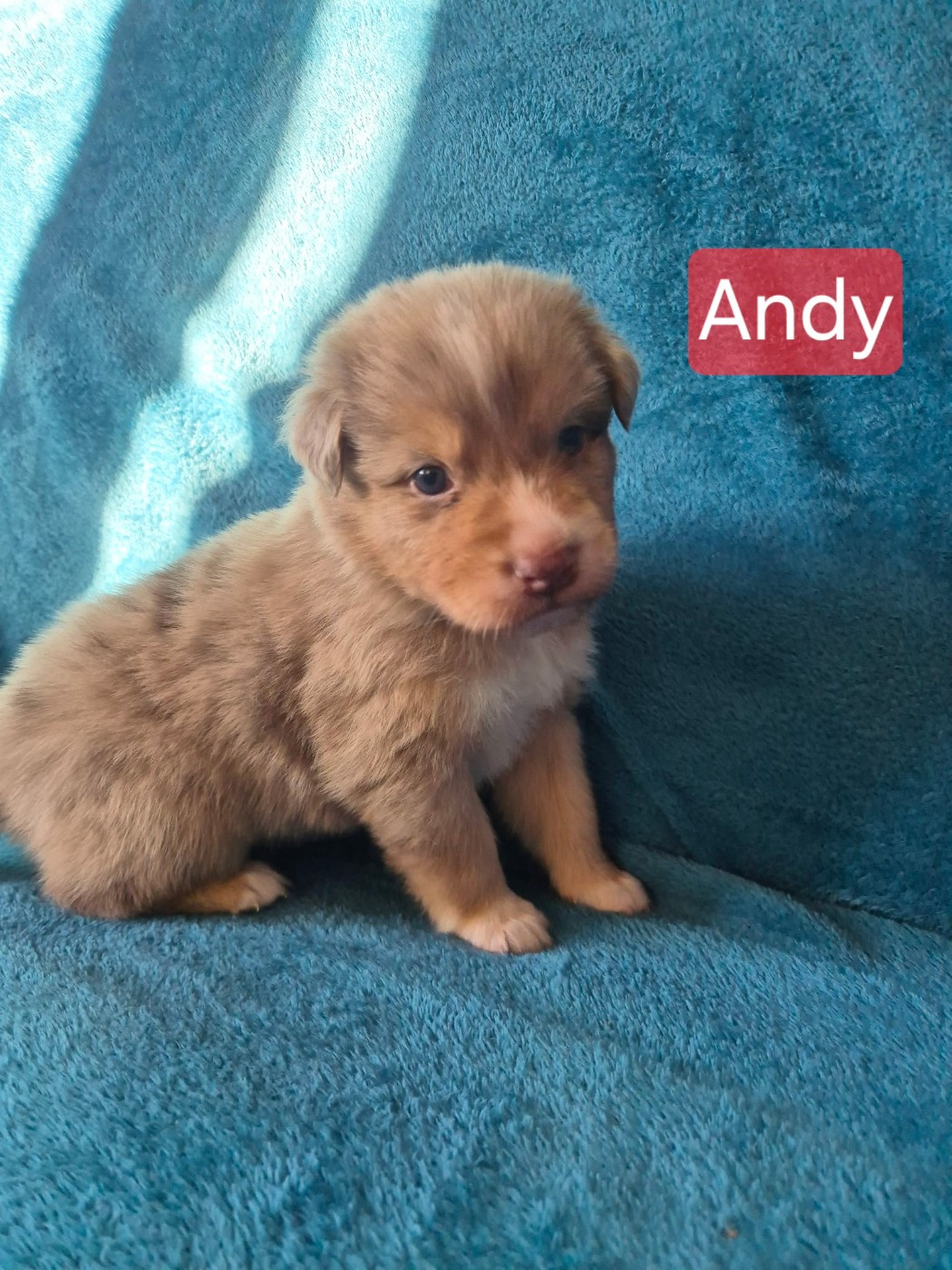 Du Reve De Jj - Chiots disponibles - Berger Australien