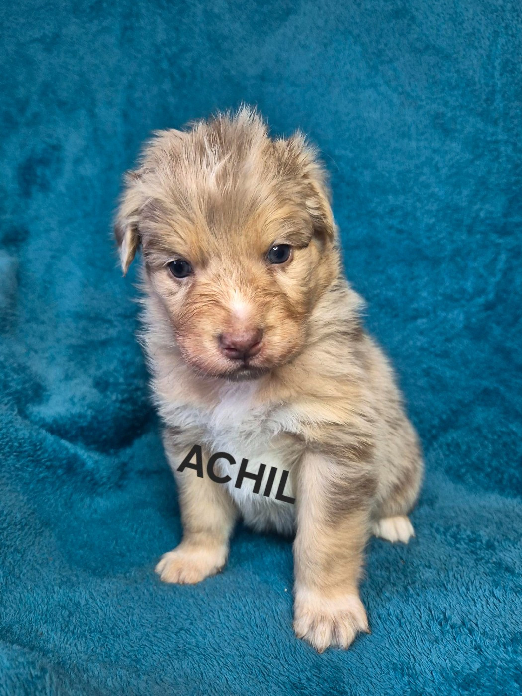Du Reve De Jj - Chiots disponibles - Berger Australien