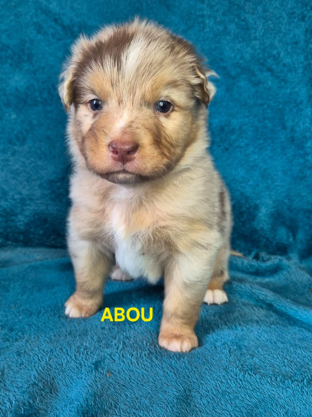 Du Reve De Jj - Chiots disponibles - Berger Australien