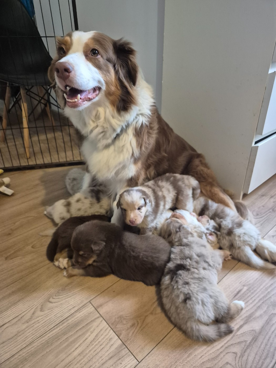 Chiot Berger Australien Du Reve De Jj