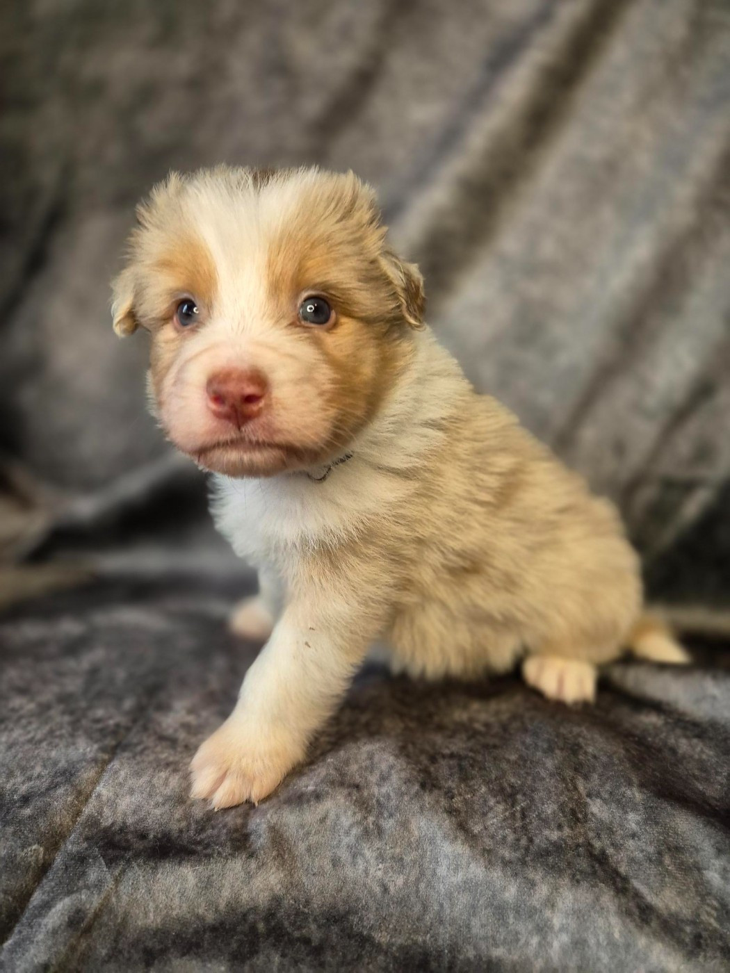 Du Reve De Jj - Chiots disponibles - Berger Australien