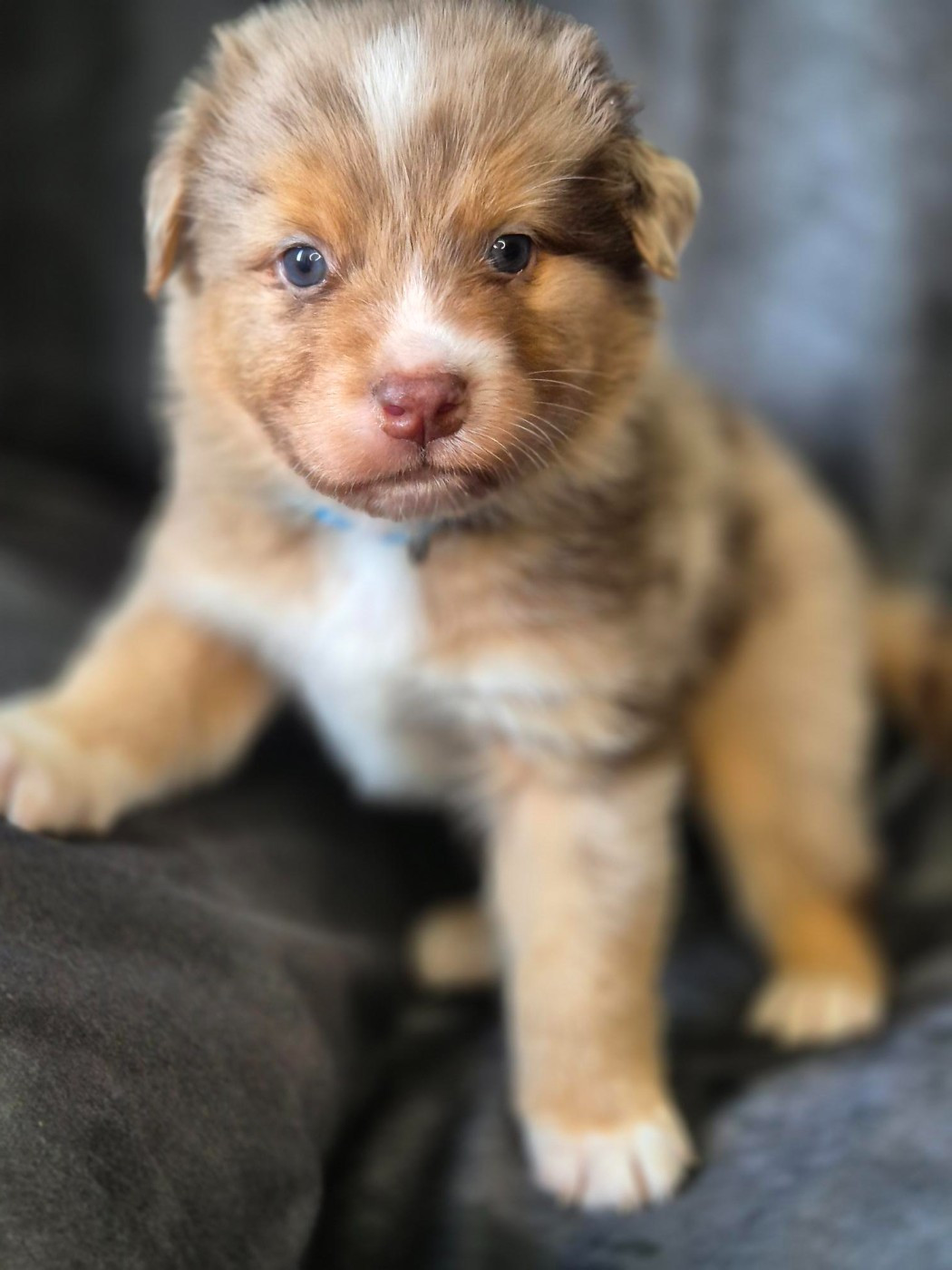 Du Reve De Jj - Chiots disponibles - Berger Australien