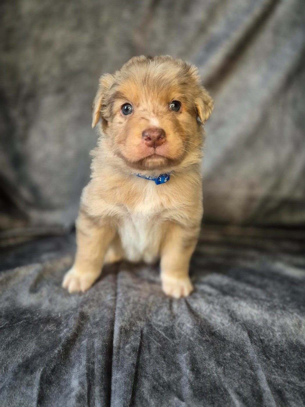 Du Reve De Jj - Chiots disponibles - Berger Australien