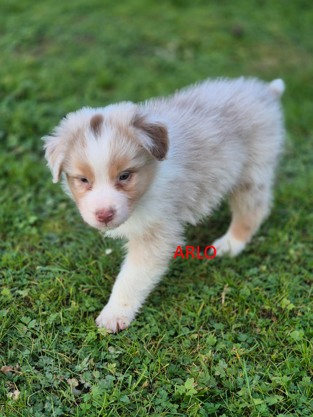 Du Reve De Jj - Chiots disponibles - Berger Australien