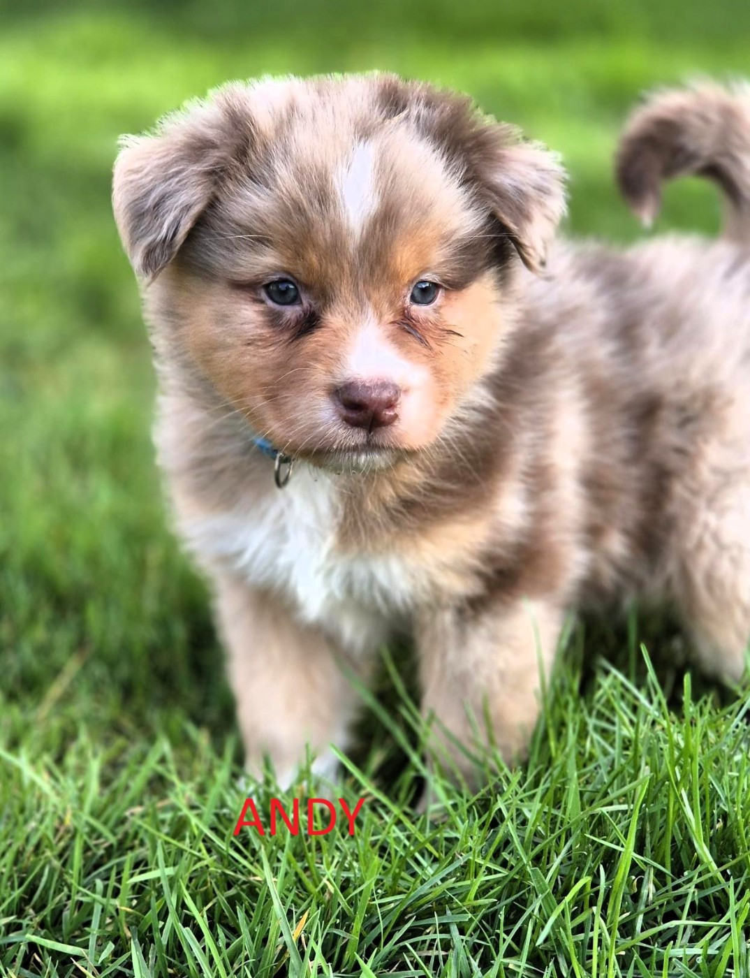 Du Reve De Jj - Chiots disponibles - Berger Australien