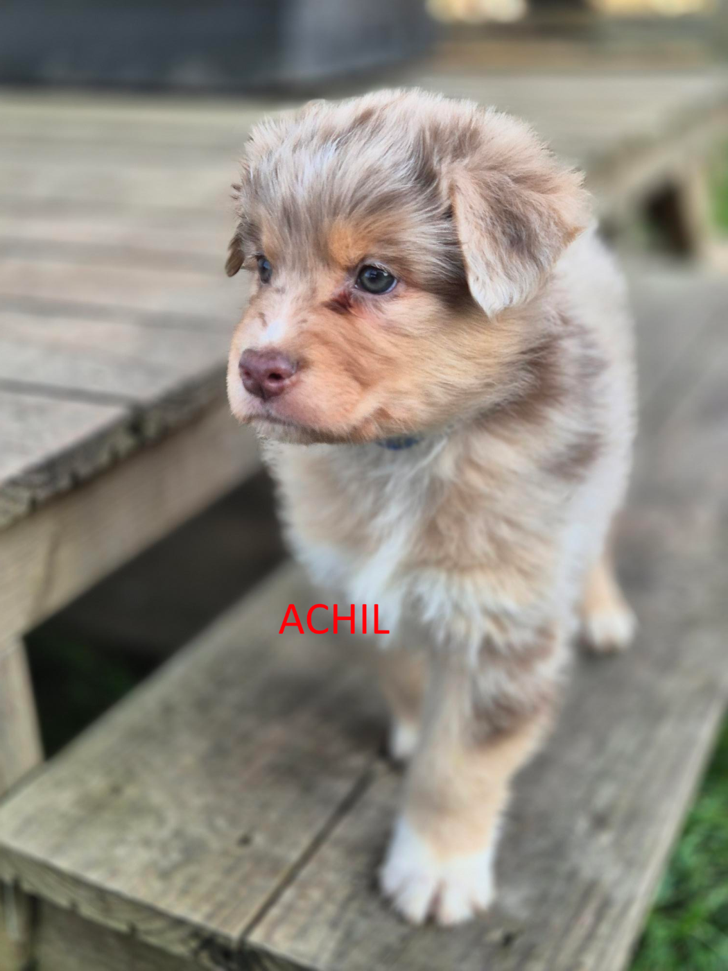 Du Reve De Jj - Chiots disponibles - Berger Australien