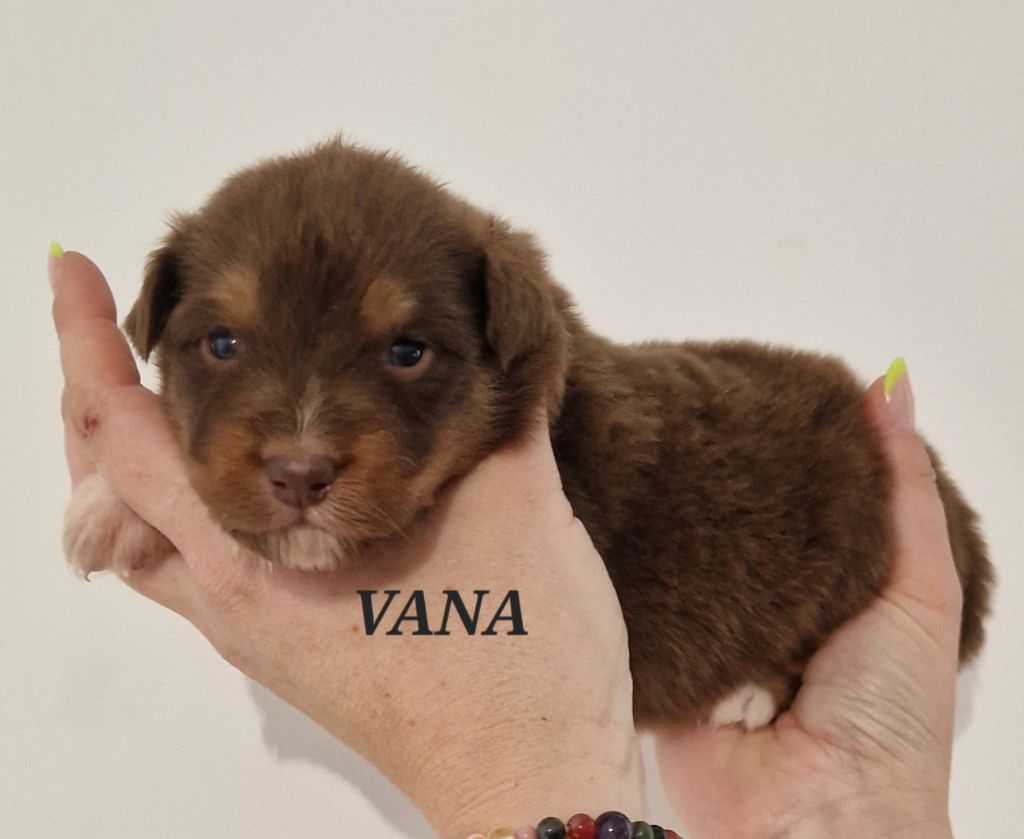 VANA