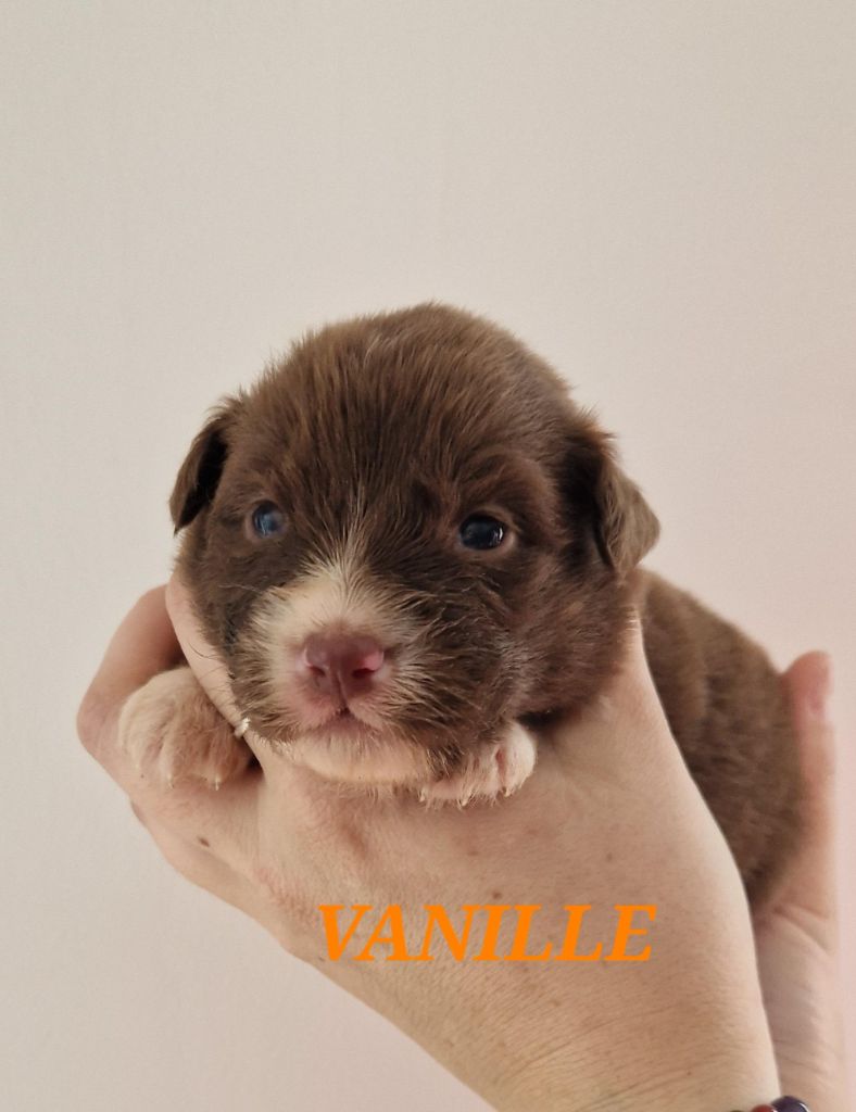 Du Reve De Jj - Chiots disponibles - Berger Australien