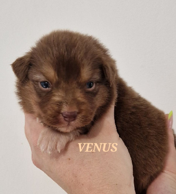 VENUS 