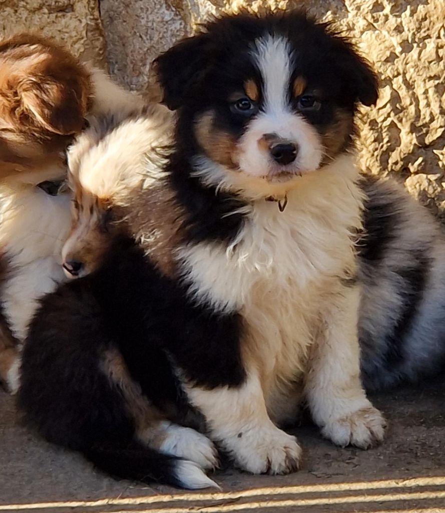 Du Reve De Jj - Chiots disponibles - Berger Australien