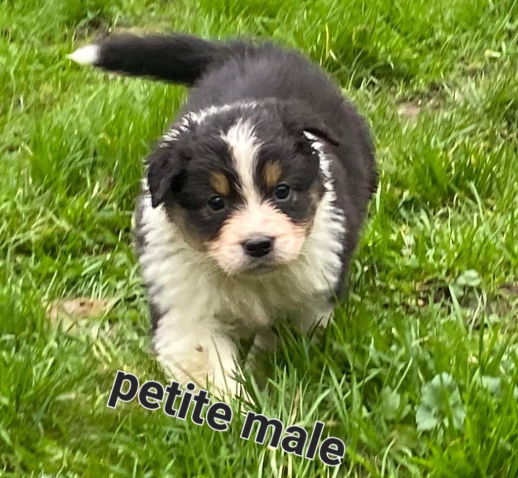 Du Reve De Jj - Chiots disponibles - Berger Australien