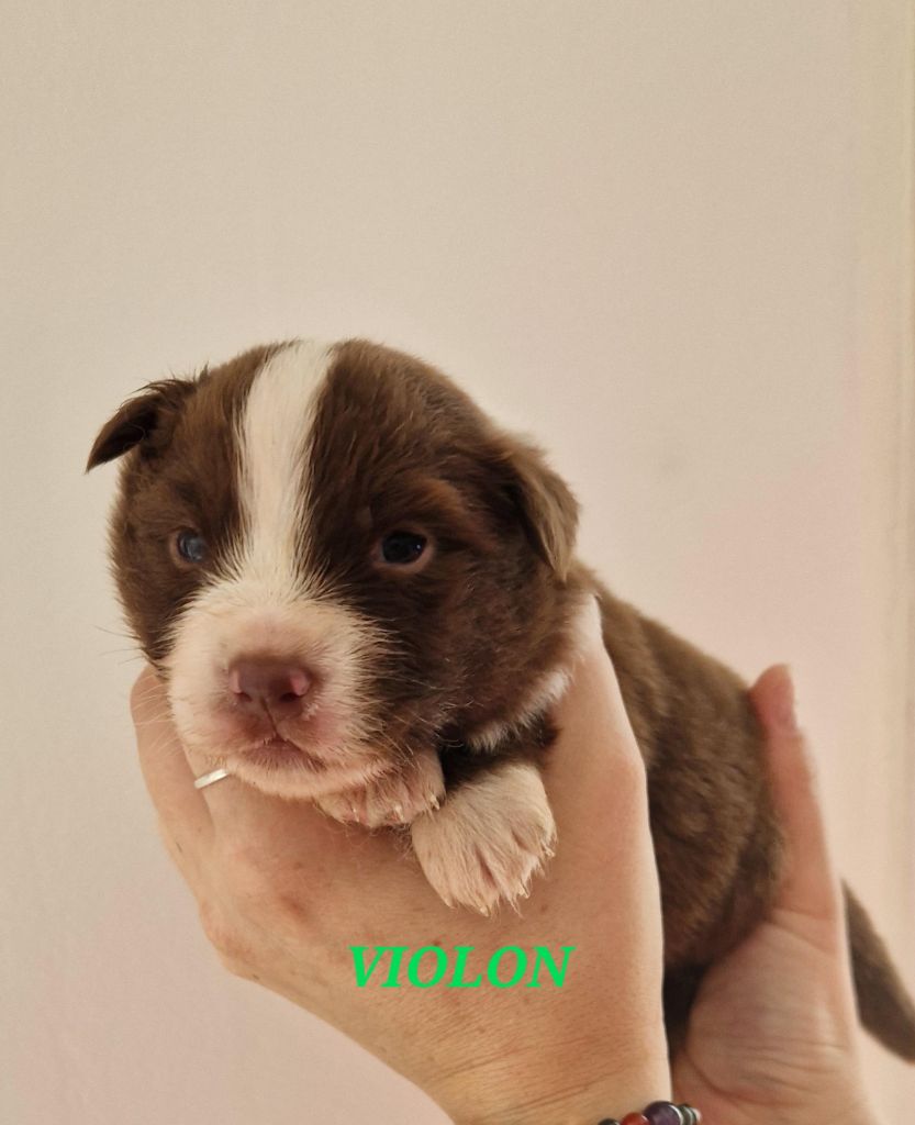 Du Reve De Jj - Chiots disponibles - Berger Australien